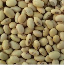 Soya Bean